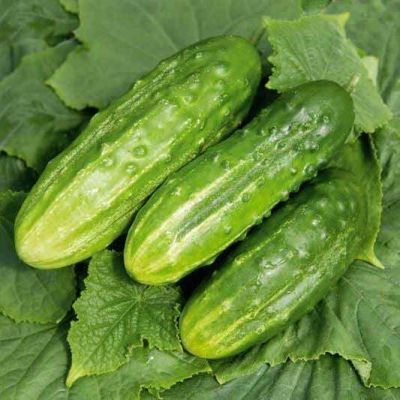 Огурец Гектор F1 (Голландия) Н19 Огурец Гектор F1 (Голландия) Н19 фото