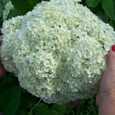 Гортензия древовидная Баунти, С2 Гортензия древовидная Баунти, С2 - Dolina-Sad.Ru