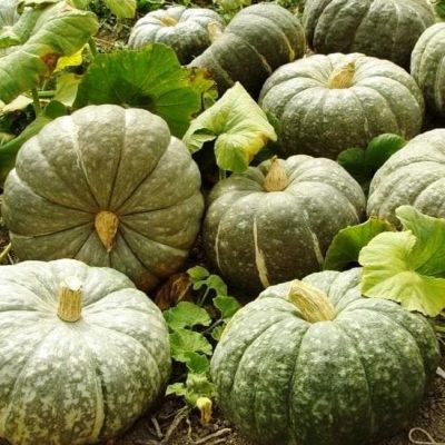 Тыква Зимняя Сладкая Тыква Зимняя Сладкая фото