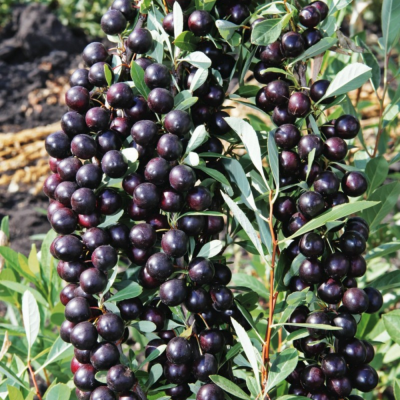 Вишня Блек Бьюти Вишня Блек Бьюти - Dolina-Sad.Ru