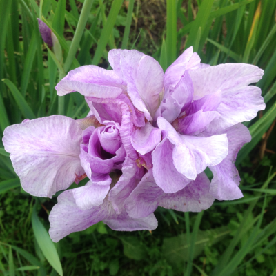Ирис Пинк Парфайт Ирис Пинк Парфайт фото