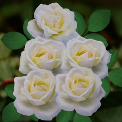 Роза Белый Медведь (аромат) Роза Белый Медведь (аромат) - Dolina-Sad.Ru