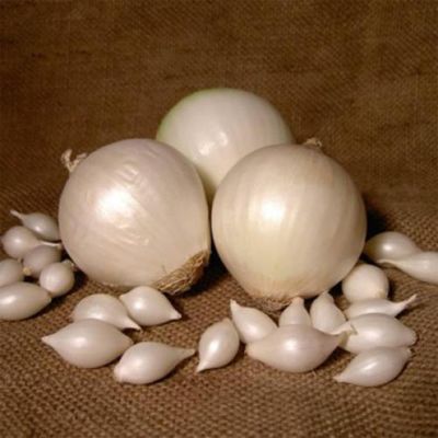 Лук-севок Сновболл (10-21мм) фото