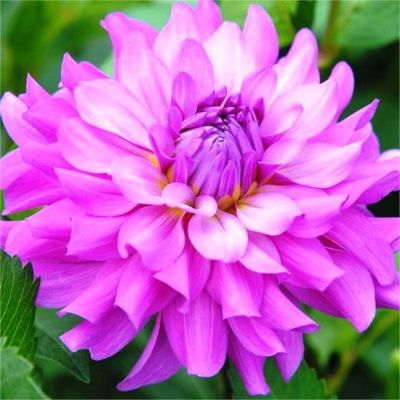 Георгина Лавендер Раффлс(Гиганты) Георгина Лавендер Раффлс(Гиганты) фото