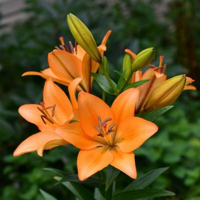 Лилия Акрон Лилия Акрон - Dolina-Sad.Ru