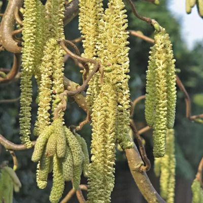 Лещина обыкновенная Скутер Лещина обыкновенная Скутер - Dolina-Sad.Ru