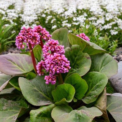 Бадан сердцелистный Хербстблют - Dolina-Sad.Ru