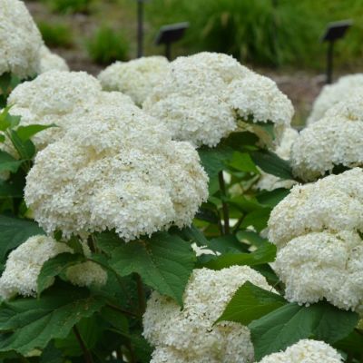 Гортензия древовидная Баунти, С2 Гортензия древовидная Баунти, С2 - Dolina-Sad.Ru