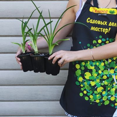 Лилейник Эксплодед Пампкин Лилейник Эксплодед Пампкин фото