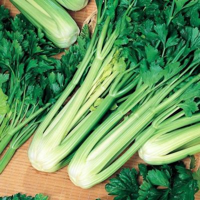 Сельдерей Черешковый Юта Сельдерей Черешковый Юта фото