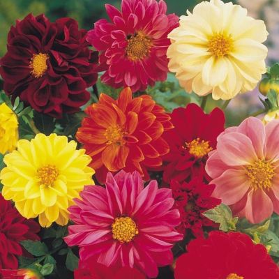 Георгина Мефистофель Микс Георгина Мефистофель Микс фото