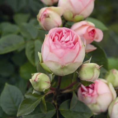 Роза Чарминг Пиано - Dolina-Sad.Ru