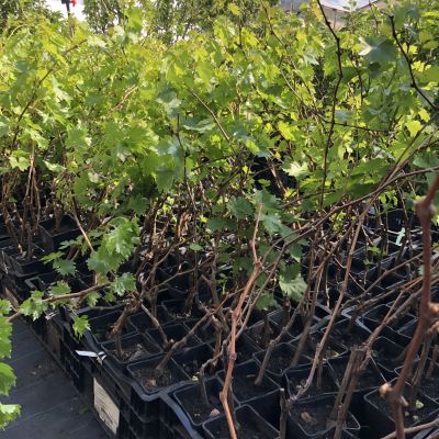 Виноград Русбол Виноград Русбол фото