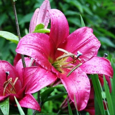 Лилия Перпл Принц фото