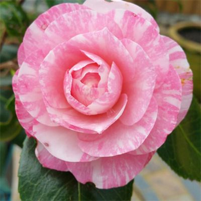 Камелия японская Вильям Бартлетт - Dolina-Sad.Ru