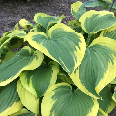 Хоста Броад Банд Хоста Броад Банд - Dolina-Sad.Ru