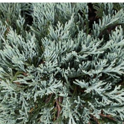 Можжевельник горизонтальный Глациер Можжевельник горизонтальный Глациер - Dolina-Sad.Ru