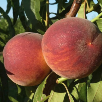 Персик Харроу Даймонд Персик Харроу Даймонд - Dolina-Sad.Ru