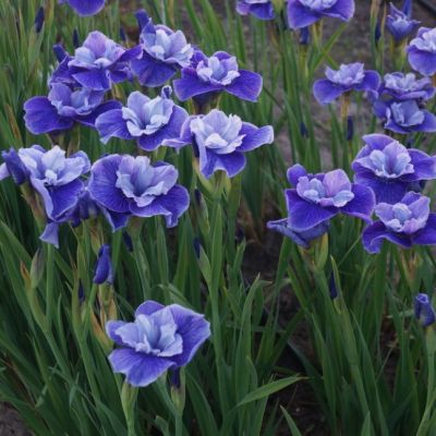 Ирис Ай Си Старз Ирис Ай Си Старз - Dolina-Sad.Ru