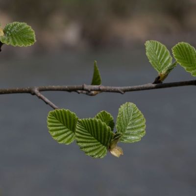 Ольха серая, С3 Ольха серая, С3 - Dolina-Sad.Ru