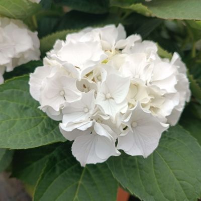 Гортензия крупнолистная Вуде Гортензия крупнолистная Вуде - Dolina-Sad.Ru