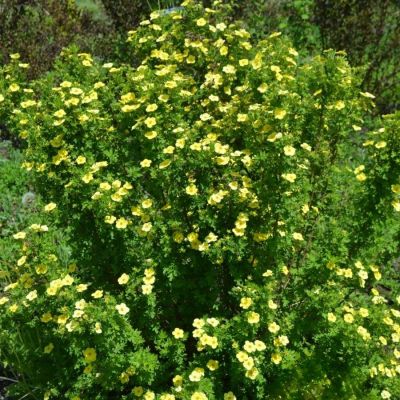 Лапчатка кустарниковая Катерина Дайкс, С3 Лапчатка кустарниковая Катерина Дайкс, С3 - Dolina-Sad.Ru