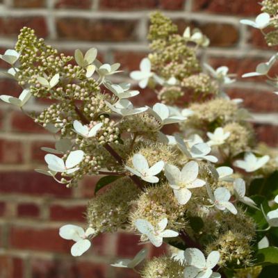 Гортензия метельчатая Голиаф, С10 - Dolina-Sad.Ru