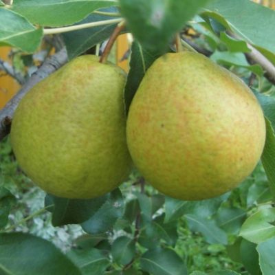Груша Лагодная/Осенняя Груша Лагодная/Осенняя фото