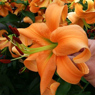 Лилия Оранж Спейс Лилия Оранж Спейс - Dolina-Sad.Ru