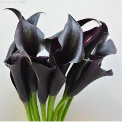 Калла Кантор Калла Кантор фото