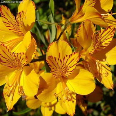 Альстромерия Глори оф зе Андес - Dolina-Sad.Ru