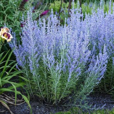 Перовския лебедолистная Крэйзи Блю Перовския лебедолистная Крэйзи Блю - Dolina-Sad.Ru