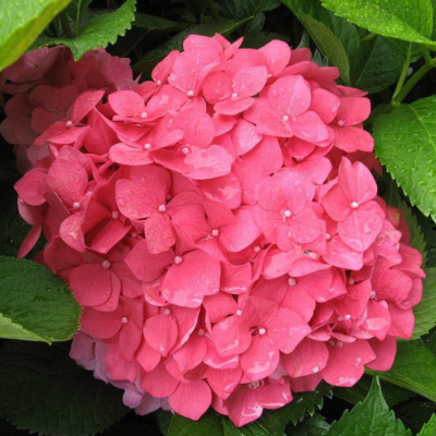 Гортензия крупнолистная Альпенглюхен Гортензия крупнолистная Альпенглюхен фото