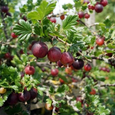 Крыжовник Ахилес Крыжовник Ахилес - Dolina-Sad.Ru