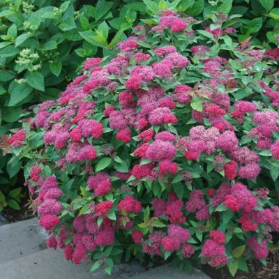 Спирея японская Манон, С5 - Dolina-Sad.Ru