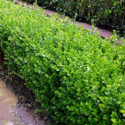 Самшит Мелколистный Фаулкнер Самшит Мелколистный Фаулкнер фото