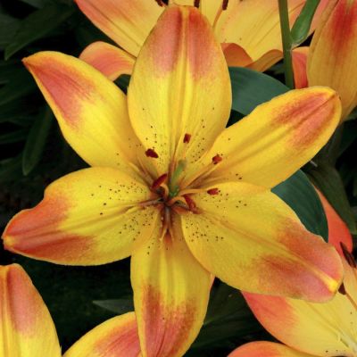 Лилия Хэппи Меморис Лилия Хэппи Меморис - Dolina-Sad.Ru