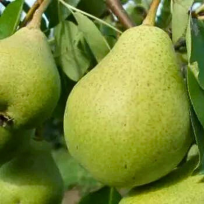 Груша Октябрьская Груша Октябрьская - Dolina-Sad.Ru