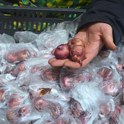 Гладиолус Пассос Гладиолус Пассос фото