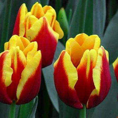 Тюльпан Денмарк Тюльпан Денмарк фото