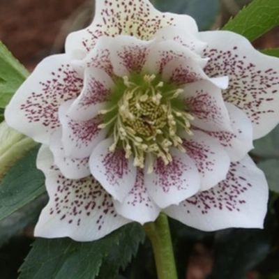 Морозник Дабл Вайт Спот - Dolina-Sad.Ru