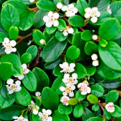 Кизильник Даммера Кизильник Даммера - Dolina-Sad.Ru