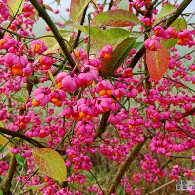 Бересклет крылатый, С3 Бересклет крылатый, С3 - Dolina-Sad.Ru