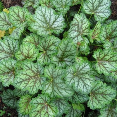 Гейхера Грин Ти Гейхера Грин Ти - Dolina-Sad.Ru