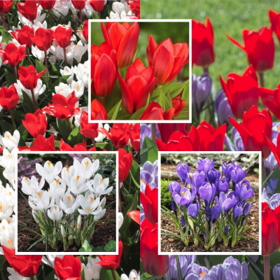 Набор 20 крокусов + 5 тюльпанов Набор 20 крокусов + 5 тюльпанов фото