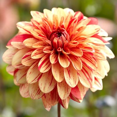 Георгина Стрипд Нагано - Dolina-Sad.Ru