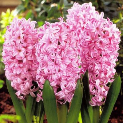 Гиацинт Чайна Пинк Гиацинт Чайна Пинк фото