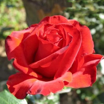 Роза Серенада Роза Серенада - Dolina-Sad.Ru