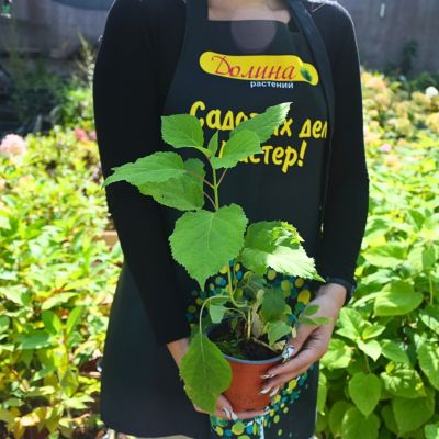 Гортензия древовидная Пинк Аннабель Гортензия древовидная Пинк Аннабель фото