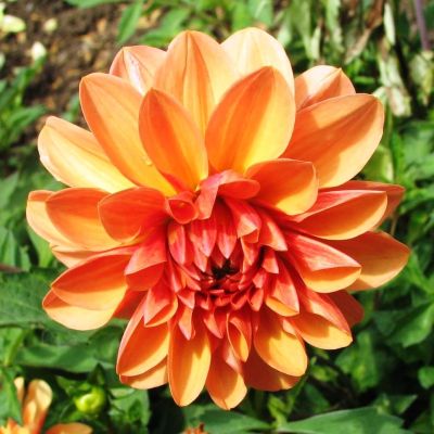 Георгина Оранж Перфекшн Георгина Оранж Перфекшн фото